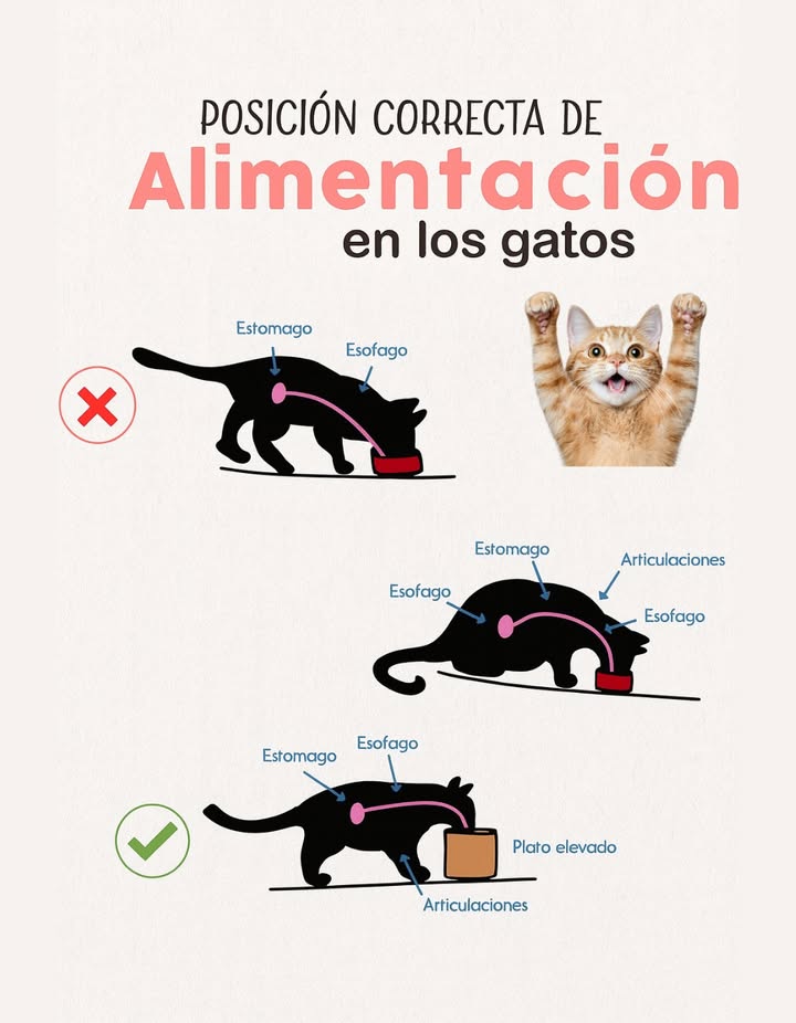 Posición correcta de alimentación en los gatos 

La forma en que un gato come influye directamente en su digestión y bienestar. Alimentarlo con el plato a una altura adecuada favorece el flujo natural del esófago hacia el estómago, evitando molestias estomacales y reduciendo la presión sobre las articulaciones.

Cuando el plato está a nivel del suelo, el gato debe inclinarse demasiado, lo que puede causar tensión en el cuello, problemas digestivos y dolor articular.

 La postura ideal se logra colocando el plato elevado, permitiendo que el gato mantenga el cuerpo recto, el esófago alineado y las articulaciones relajadas.

Un pequeño cambio en la altura del comedero puede mejorar significativamente la salud y comodidad de tu gato.