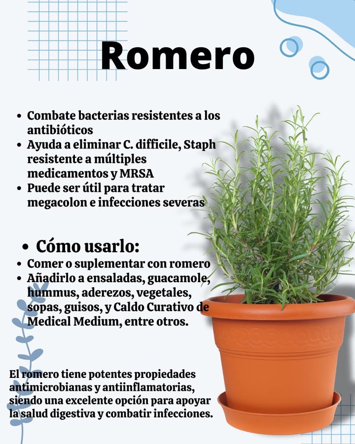 Romero: Potente Aliado Natural contra Infecciones y para la Salud Digestiva
