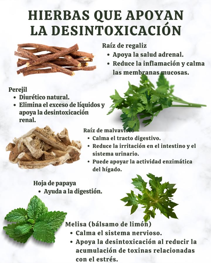 HIERBAS QUE APOYAN LA DESINTOXICACIÓN