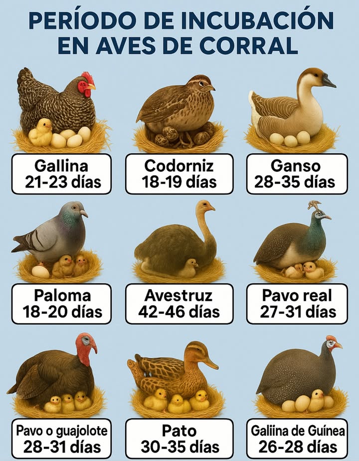 Período de incubación en aves de corral 讀

Conocer los días de incubación de cada especie es clave para lograr una crianza exitosa:

 Gallina: 21-23 días

 Codorniz: 18-19 días

廉 Ganso: 28-35 días

 Paloma: 18-20 días

囹 Avestruz: 42-46 días

連 Pavo real: 27-31 días

旅 Pavo o guajolote: 28-31 días

閭 Pato: 30-35 días

閭 Gallina de Guinea: 26-28 días

 Una guía práctica para incubar huevos correctamente y cuidar a tus polluelos desde el primer día.
