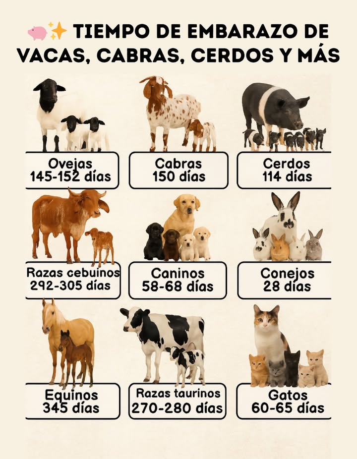 Sabías cuánto dura la gestación en los animales de granja
Conocer este dato es fundamental para una buena planificación y cuidado de los animales. 

 Tiempos aproximados de gestación:

 Ovejas: 145-152 días

 Cabras: 150 días

 Cerdos: 114 días

 Razas cebuinas: 292-305 días

 Caninos: 58-68 días

 Conejos: 28 días

 Equinos: 345 días

 Razas taurinas: 270-280 días

 Gatos: 60-65 días

 Con esta información podrás mejorar el manejo reproductivo y garantizar la salud de las crías y sus madres.

 El conocimiento es clave para un cuidado responsable en la granja.