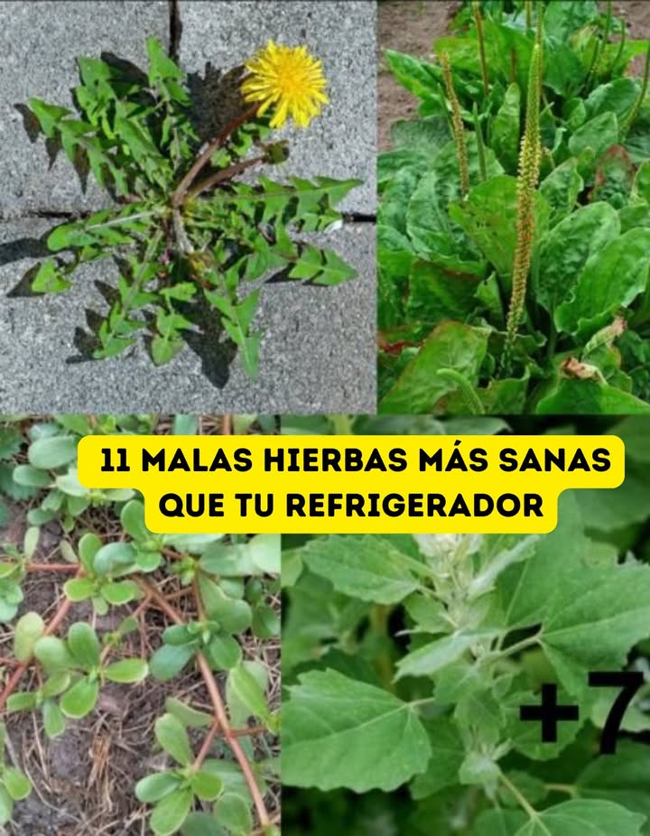 11 MALAS HIERBAS MÁS SANAS QUE TU REFRIGERADOR

1 Diente de león  Limpia el hígado, regula el azúcar y fortalece el corazón.
2 Plántago  Alivia picaduras, calma la tos y mejora la digestión.
3 Verdolaga  Rica en omega-3, vitamina E y betacarotenos.
4 Pamplina  Depurativa, diurética y suave con la piel.
5 Cenizo de cordero  Proteico, rico en calcio y fortificante para los huesos.
6 Gordolobo  Aliado clásico de los pulmones, expectorante natural.
7 Ortiga  Cargada de hierro, energía y propiedades antiinflamatorias.
8 Bolsa de pastor  Regula el sangrado, cicatrizante y rica en vitamina K.
9 Acedera rizada  Desintoxicante, digestiva y rica en hierro.
 Trébol  Equilibra hormonas, fortalece huesos y mejora la piel.
11 Amaranto silvestre  Proteína vegetal, minerales y energía natural.

 Estas malas hierbas no son un estorbo: son superalimentos gratuitos que crecen en tu jardín

#MalasHierbas #Superalimentos  #JardínSaludable