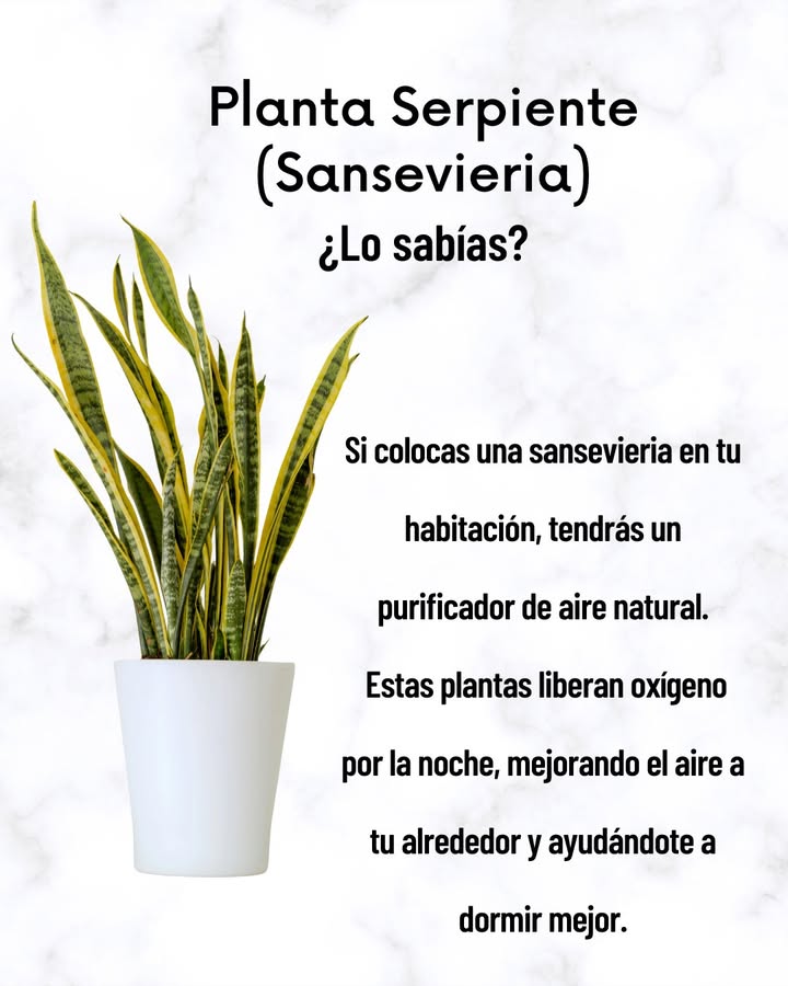 Planta Serpiente Sansevieria
Lo sabías?