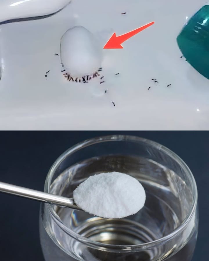 El truco para hacer desaparecer las hormigas en una noche: solo necesitas 2 ingredientes
Ingredientes principales
200 ml de agua caliente
2 cucharadas de bicarbonato de sodio
100 g de azúcar en polvo
Algodó
Preparación y uso
Llenar un cuenco con 200 ml de agua caliente.
Añadir 2 cucharadas de bicarbonato y 100 g de azúcar en polvo.
Remover bien hasta disolver.
Introducir trozos de algodón en la mezcla y dejarlos empapar.
Colocar los algodones en el camino de las hormigas.
Dejar actuar unas horas: las hormigas desaparecerán.
Cómo funciona
El azúcar las atrae.
El bicarbonato es letal para ellas, aunque no distinguen entre ambos.
Las hormigas llevarán parte del algodón a sus nidos, eliminando la colonia.
Otros remdios naturales alternativos
Vinagre: mezclar agua y vinagre a partes iguales y rociar en las zonas de paso.
Menta: preparar un spray con agua y aceite esencial de menta.
Lavanda: añadir gotas de aceite esencial de lavanda en agua y pulverizar en las zonas afectadas.