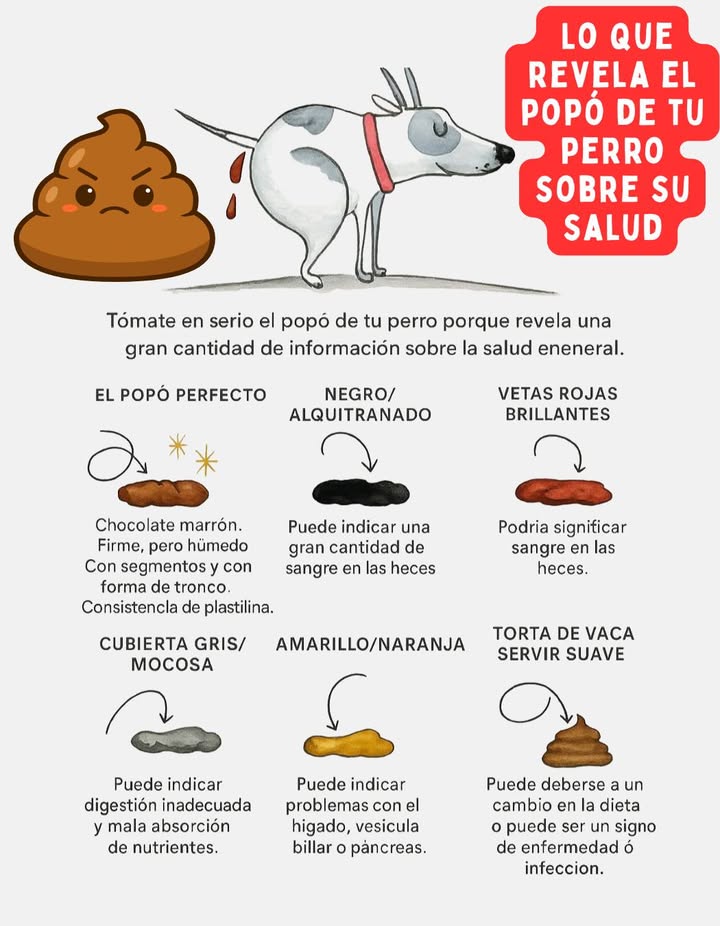 Lo que revela el popó de tu perro sobre su salud
El estado de las heces caninas ofrece información valiosa sobre el bienestar general.
 El popó perfecto: Marrón chocolate, firme pero húmedo, con forma segmentada y olor ligero.
 Negro/alquitranado: Puede indicar presencia de una gran cantidad de sangre.
 Vetado de rojo brillante: Puede significar sangre fresca en las heces.
 Cubierta gris/mucosa: Señal de digestión inadecuada o mala absorción de nutrientes.
 Amarillo/naranja: Puede asociarse a problemas en hígado, vesícula biliar o páncreas.
癩 Blanda/consistencia tipo boñiga: Relacionada con cambios en la dieta o posibles infecciones.
 Observar las deposiciones de tu perro es una herramienta sencilla pero poderosa para cuidar de su salud.