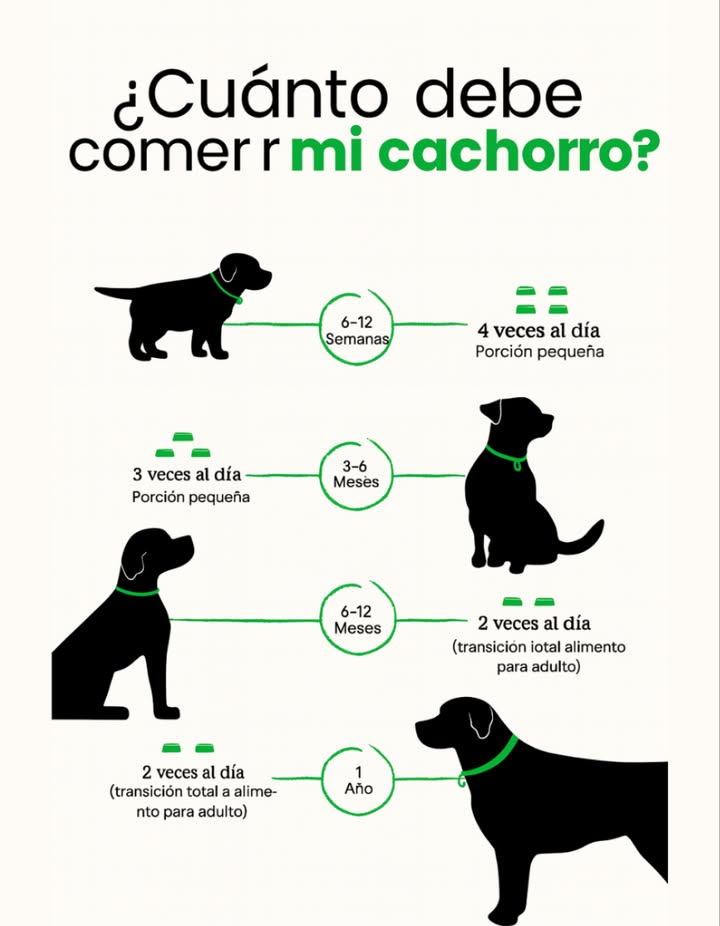Cuánto debe comer mi cachorro

 La alimentación correcta es clave para su crecimiento y salud.
 Guía rápida según la edad:

 612 semanas  4 veces al día porciones pequeñas
 36 meses  3 veces al día porciones pequeñas
 612 meses  2 veces al día comienza transición a alimento adulto
 1 año  2 veces al día alimentación totalmente de adulto

 Dale siempre agua fresca y alimento de calidad.
 Un cachorro bien alimentado será un perro feliz y sano

#Cachorros #ConsejosDeMascotas #AlimentaciónCanina