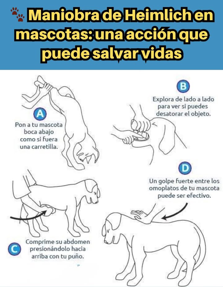 Maniobra de Heimlich en mascotas: una acción que puede salvar vidas
Cuando una mascota se atraganta, actuar rápido es esencial.
La maniobra de Heimlich adaptada para animales ayuda a liberar las vías respiratorias bloqueadas:
 Paso A: Coloca a tu mascota boca abajo como si fuera una carretilla para facilitar la expulsión del objeto.
 Paso B: Revisa la boca con cuidado para intentar retirar el cuerpo extraño sin empujarlo más adentro.
 Paso C: Presiona suavemente el abdomen hacia arriba con tu puño para generar presión interna.
 Paso D: Si no responde, da un golpe firme entre los omóplatos.
Mantén la calma y acude al veterinario de inmediato después de realizar la maniobra. 

#ManiobraDeHeimlich #Mascotas #HeimlichForPets