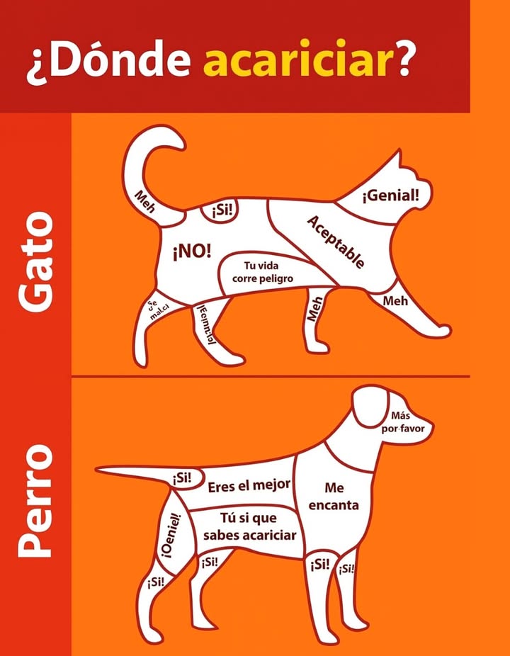 Dónde acariciar a tu mascota 
Cada animal tiene su propio lenguaje y zonas favoritas para las caricias.
 En los gatos, las mejores zonas son la cabeza, el cuello y la espalda. Evita el abdomen o la base de la cola, ya que pueden resultarles incómodas o incluso peligrosas.
 Les gusta el contacto suave y breve, especialmente en la zona de las mejillas y detrás de las orejas.
 En los perros, casi todas las caricias son bienvenidas. Les encanta que les rasquen el pecho, la espalda y detrás de las orejas.
 Suelen disfrutar de las caricias largas y firmes, que refuerzan el vínculo de confianza con su humano.
 Comprender y respetar las preferencias de tu mascota fortalece el lazo emocional y garantiza su bienestar.