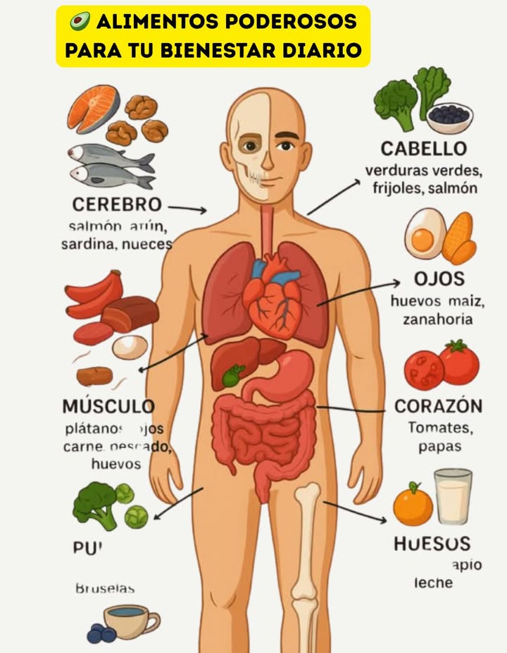 los mejores alimentos para fortalecer tu cuerpo de manera natural y mantenerte sano todos los días 
易 cerebro: incluye salmón atún sardinas y nueces en tu dieta son ricos en omega 3 y antioxidantes que mejoran la memoria y la concentración
 cabello: consume verduras verdes frijoles y salmón fortalecen el cabello desde la raíz y estimulan su crecimiento
 ojos: agrega huevos maíz y zanahorias aportan vitamina a y luteína que cuidan la visión y previenen el cansancio ocular
 corazón: come tomates y papas ayudan a mantener una buena circulación y protegen la salud del corazón
 músculos: elige plátanos rojos carne pescado y huevos son fuente de proteínas y potasio que fortalecen y recuperan los músculos
 pulmones: añade brócoli coles de bruselas y brotes limpian los pulmones y mejoran la respiración
 piel: consume salmón té verde y arándanos hidratan la piel y combaten el envejecimiento prematuro
領 huesos: naranjas apio y leche son esenciales para fortalecer los huesos y prevenir la osteoporosis
 intestinos: incorpora ciruelas pasas y yogur ayudan a una buena digestión y regulan el tránsito intestinal
incluye estos alimentos en tus comidas diarias para cuidar cada parte de tu cuerpo y sentirte lleno de energía cada día

#AlimentosSaludables #NutriciónNatural  #VidaSaludable