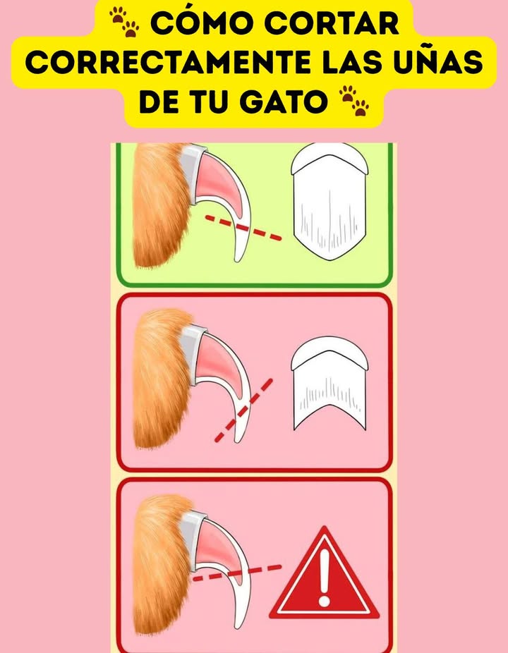 Cómo cortar correctamente las uñas de tu gato 

 Cortar las uñas de tu gato es importante para su salud y comodidad, pero hacerlo mal puede causarle dolor o sangrado. Aquí tienes una guía rápida:

 Correcto: Corta solo la punta curva, lejos de la parte rosada la raíz viva de la uña.
 Incorrecto: No cortes demasiado cerca ni en ángulo.
 Nunca: No llegues a la parte rosada, ahí están los vasos sanguíneos y nervios.

 Consejo extra: Usa cortaúñas especiales para gatos y hazlo en un ambiente tranquilo.

 Un corte correcto mantiene sus uñas sanas y evita arañazos accidentales.
#CortarUñasGato #SaludFelina  #CuidadoDeMascotas