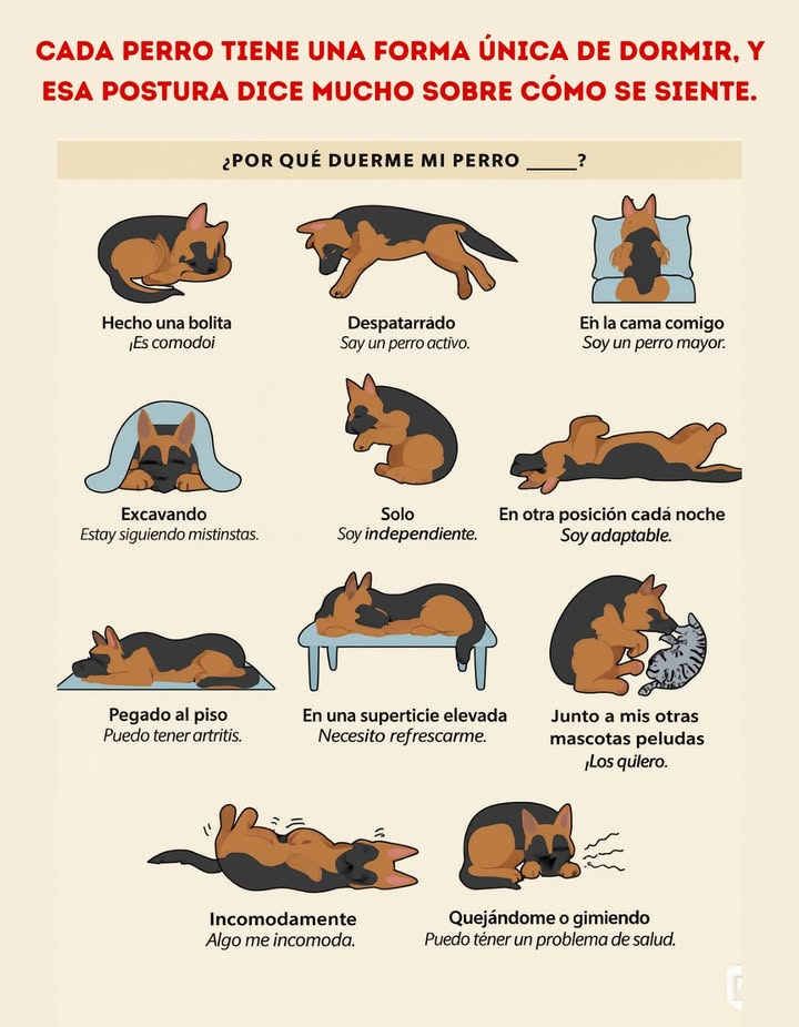 Cada perro tiene una forma única de dormir, y esa postura dice mucho sobre cómo se siente.
Desde la clásica bolita que refleja comodidad, hasta el despatarrado típico de los perros activos y relajados. Algunos prefieren dormir solos porque son independientes, otros buscan la cama de sus humanos porque necesitan más seguridad o ya son mayores.

Dormir pegado al piso puede indicar que buscan frescura o incluso molestias articulares, mientras que escoger una superficie elevada muestra que quieren refrescarse mejor.
Los que cambian de posición cada noche suelen ser muy adaptables, y quienes buscan a sus otras mascotas solo están expresando cariño.

Cuando un perro duerme incómodo o se queja mientras descansa, puede ser señal de malestar o un problema de salud que merece atención.

Observar estas pequeñas señales ayuda a entender mejor sus necesidades y bienestar diario.

#Perro #Dormir #PosturasDeSueño  #SeguridadCanina