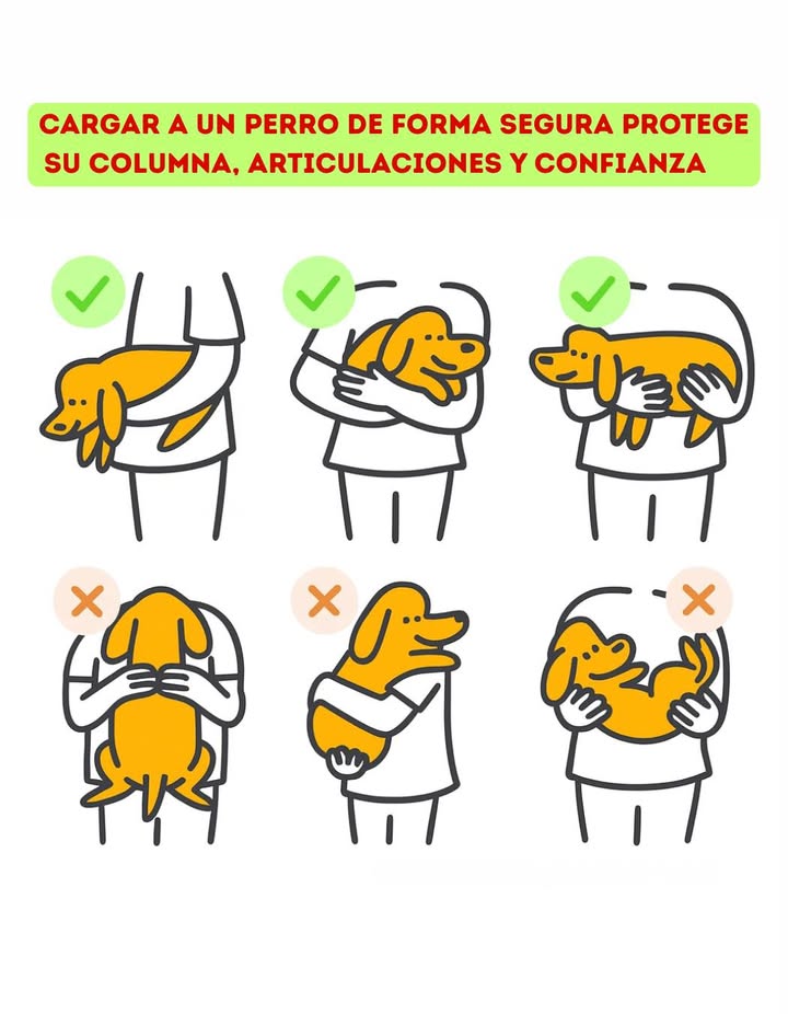 Cargar a un perro de forma segura protege su columna, articulaciones y confianza.
Sostener el pecho y las patas traseras evita tensión y movimientos bruscos, ofreciendo estabilidad y confort. Las posturas correctas distribuyen el peso y permiten que el perro se sienta seguro mientras es levantado.
Evitar posiciones incómodas o forzadas es fundamental para prevenir lesiones y mantener una experiencia tranquila tanto para el animal como para quien lo sostiene.

#CargarPerro #SeguridadCanina  #AmorPorLosPerros