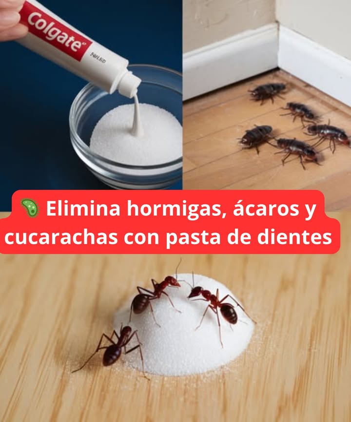 裂 Elimina hormigas, ácaros y cucarachas con pasta de dientes
 Ingredientes:
3 cucharadas de azúcar
4 cucharadas de harina de trigo
3 cucharadas de pasta de dientes
3 cucharadas de agua
 Preparación y aplicación:
1 Mezcla los ingredientes en un recipiente hasta obtener una pasta homogénea.
2 Forma pequeñas bolitas con la mezcla, que servirán como cebo.
3 Colócalas estratégicamente en áreas donde veas cucarachas: cocina, despensa y detrás de electrodomésticos.
4 Atracción y eliminación: las cucarachas se sienten atraídas por el azúcar y al ingerir el dentífrico, mueren.
5 Repite el proceso 2-3 veces por semana hasta eliminar completamente la plaga. 

#EliminaPlagas #CucarachasFuera  #Anticucarachas