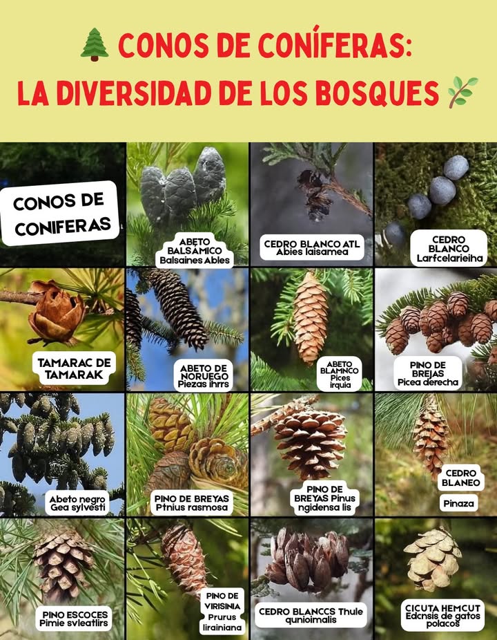 Conos de coníferas: la diversidad de los bosques 

Cada especie de conífera tiene su propio tipo de cono, una estructura fascinante diseñada para proteger y dispersar las semillas. Desde los grandes conos del abeto balsámico hasta los pequeños y redondeados del cedro blanco del Atlántico, cada uno cuenta una historia sobre su entorno y adaptación.

Los pinos, abetos y cedros aportan belleza y equilibrio a los ecosistemas forestales, ofreciendo refugio a la fauna y purificando el aire. Su forma y textura varían según la especie y el clima, pero todos comparten una misión esencial: perpetuar la vida del bosque.