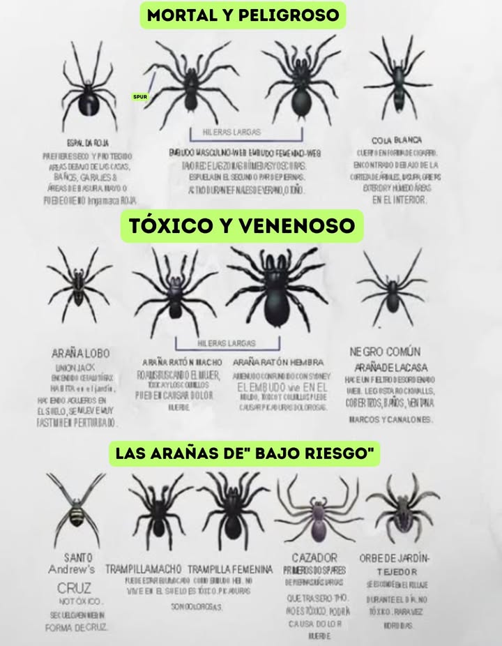 Guía de Seguridad sobre Arañas: Conoce lo que es Peligroso!
 Mortales: Araña de espalda roja, Araña de embudo, Araña de cola blanca
 Tóxicas: Araña lobo, Araña de campo, Araña doméstica negra
 Bajo Riesgo: Cruz de San Andrés, Araña de puerta trampa, Cazadora, Tejedora de jardín
 Mantente curioso, mantente a salvo! 

#GuíaDeSeguridad  #MantenteCurioso #MantenteASalvo