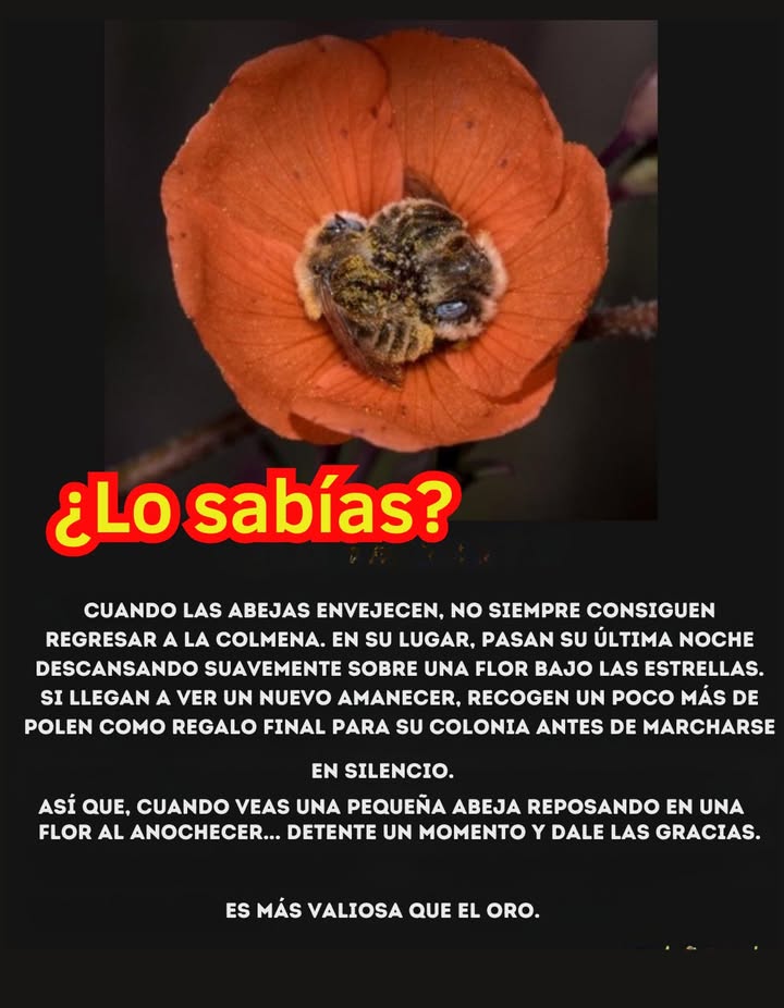 La Última Noche de las Abejas 

Cuando las abejas envejecen, no siempre regresan a la colmena. Pasan su última noche descansando suavemente sobre una flor bajo las estrellas. Si llega un nuevo amanecer, recogen un poco más de polen como regalo final para su colonia antes de marcharse en silencio. Esta pequeña acción simboliza entrega y dedicación hasta el último instante. 

Las abejas, con su incansable labor y nobleza silenciosa, sostienen la vida en la Tierra y nos recuerdan la belleza de la naturaleza y el valor de cada ser vivo. 
#LaÚltimaNocheDeLasAbejas  #Sostenibilidad