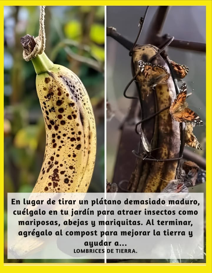 Un gesto sencillo para cuidar la naturaleza 

Cuando una banana está demasiado madura, no la tires. Cuélgala en tu jardín para atraer mariposas, abejas y mariquitas, que aprovecharán su néctar natural. Estos pequeños visitantes contribuyen a la polinización y al equilibrio ecológico del entorno.

Una vez que la fruta haya cumplido su función, agrégala al compost: enriquecerá la tierra y alimentará a las lombrices, cerrando así el ciclo natural de la vida en tu jardín. 曆

#CuidarLaNaturaleza #Banana #Polinización  #AmorPorLaNaturaleza 曆