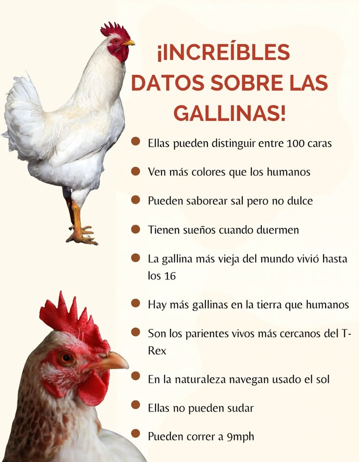 Increíbles datos sobre las gallinas!

Las gallinas son mucho más inteligentes y sorprendentes de lo que imaginamos.
Pueden reconocer hasta 100 caras diferentes, ver más colores que los humanos, y hasta tener sueños mientras duermen.
Forman amistades profundas, sienten pena por la pérdida de sus compañeras y utilizan el sol para orientarse en libertad.
Aunque no pueden sudar, pueden correr a 14 km/h, lo que las convierte en aves rápidas y alertas.
Son, además, los parientes vivos más cercanos del T-Rex, un vínculo fascinante entre el pasado prehistórico y nuestros corrales actuales.
La gallina más longeva conocida vivió 16 años, prueba de su resistencia y adaptación.

 Más que aves de granja, las gallinas son seres sensibles, sociales y llenos de curiosidades que merecen admiración y respeto.