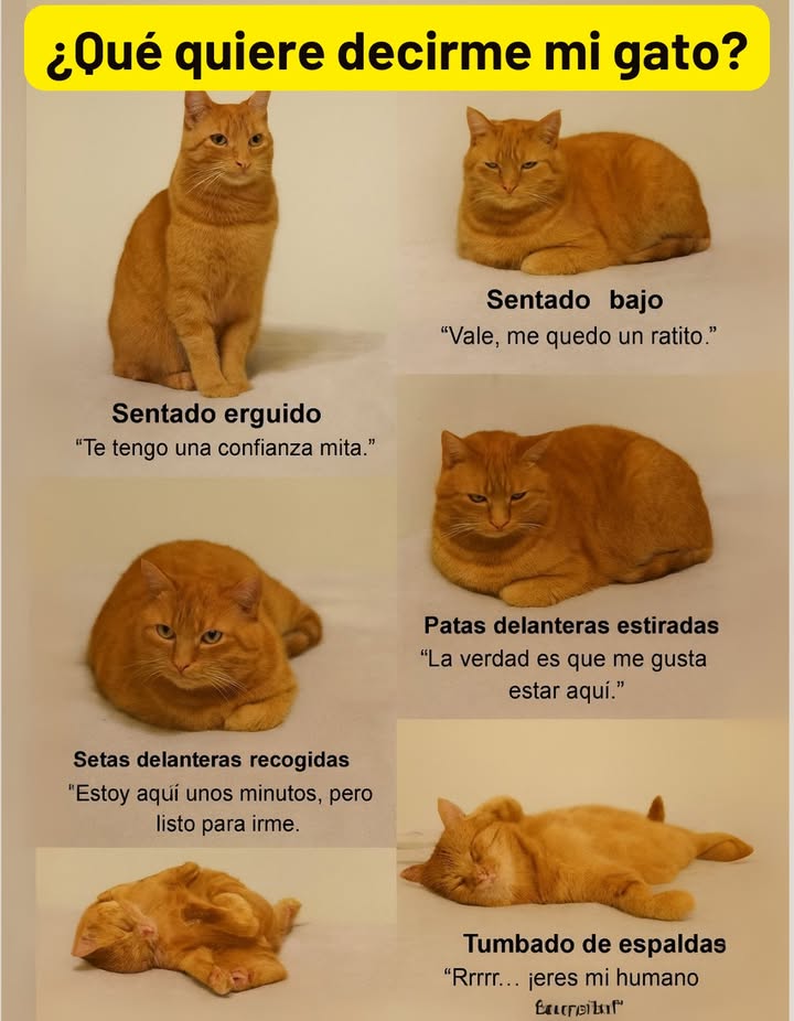 Qué quiere decirme mi gato

Cada postura de tu gato revela su estado de ánimo y nivel de confianza:

 Sentado erguido
Transmite una confianza media: el gato observa su entorno y evalúa la situación.

 Sentado bajo
Indica tranquilidad y disposición para quedarse un rato en el mismo lugar.

 Sentado con las patas recogidas
Se encuentra cómodo, pero preparado para moverse si es necesario.

 Patas delanteras estiradas
Expresa relajación y gusto por estar en ese sitio.

 Boca arriba y lomo curvado
Demuestra que el gato se siente seguro y a gusto con su entorno.

 Tumbado de espaldas
Es una señal máxima de confianza y afecto: se siente protegido y feliz.

 El lenguaje corporal de los gatos es un reflejo de su confianza, bienestar y vínculo con su entorno.