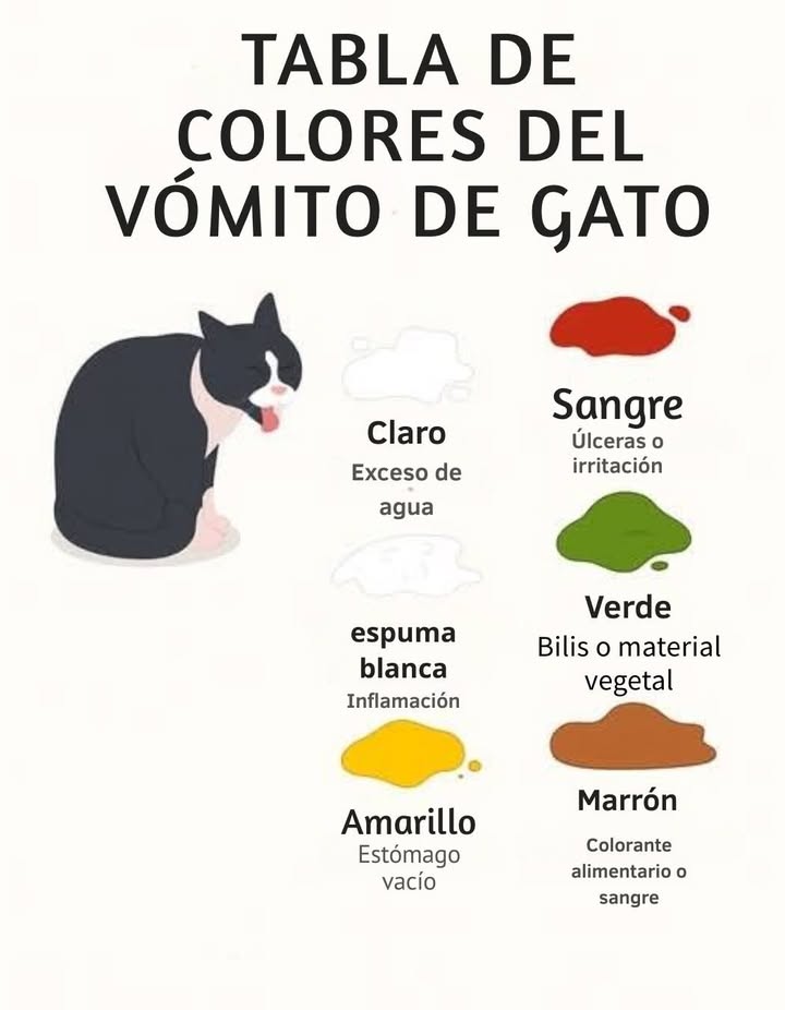 Guía de colores del vómito en gatos 

El color del vómito de un gato puede revelar mucho sobre su estado de salud:

 Transparente: exceso de agua o líquido en el estómago.
懶 Espuma blanca: inflamación o irritación gástrica.
 Amarillo: estómago vacío o presencia de bilis.
 Verde: bilis o material vegetal ingerido.
 Marrón: restos de comida o presencia de sangre digerida.
 Rojo sangre: posible úlcera o irritación interna.

Observar la frecuencia y el color ayuda a detectar problemas digestivos a tiempo y mantener al gato sano y equilibrado. 喙