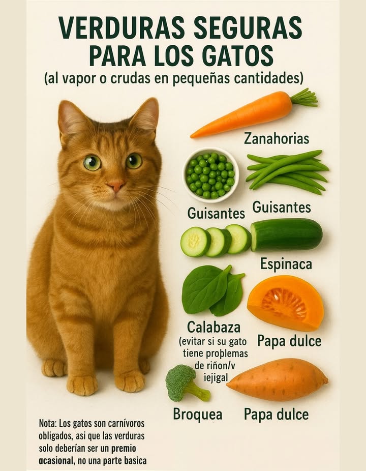 Verduras seguras para los gatos 

Algunas verduras pueden ofrecer beneficios ligeros a los gatos si se administran al vapor o crudas en pequeñas cantidades. Aunque son carnívoros estrictos, ciertos vegetales aportan fibra y ayudan a la digestión cuando se usan como premio ocasional.

凌 Zanahorias  Ricas en betacarotenos, buenas para la vista.
 Guisantes  Aportan proteínas vegetales y vitaminas.
勒 Pepino  Hidratante y bajo en calorías.
塞 Espinaca  Rica en hierro, pero debe evitarse si el gato tiene problemas renales o de vejiga.
 Calabaza  Excelente para el tránsito intestinal.
復 Brócoli  Aporta antioxidantes naturales.
 Batata  Fuente de fibra y energía.

 Nota: Los gatos son carnívoros obligados, por lo que las verduras deben ofrecerse solo como un premio ocasional, nunca como alimento principal.

#VerdurasParaGatos #GatosSaludables  #CuidadoDeMascotas