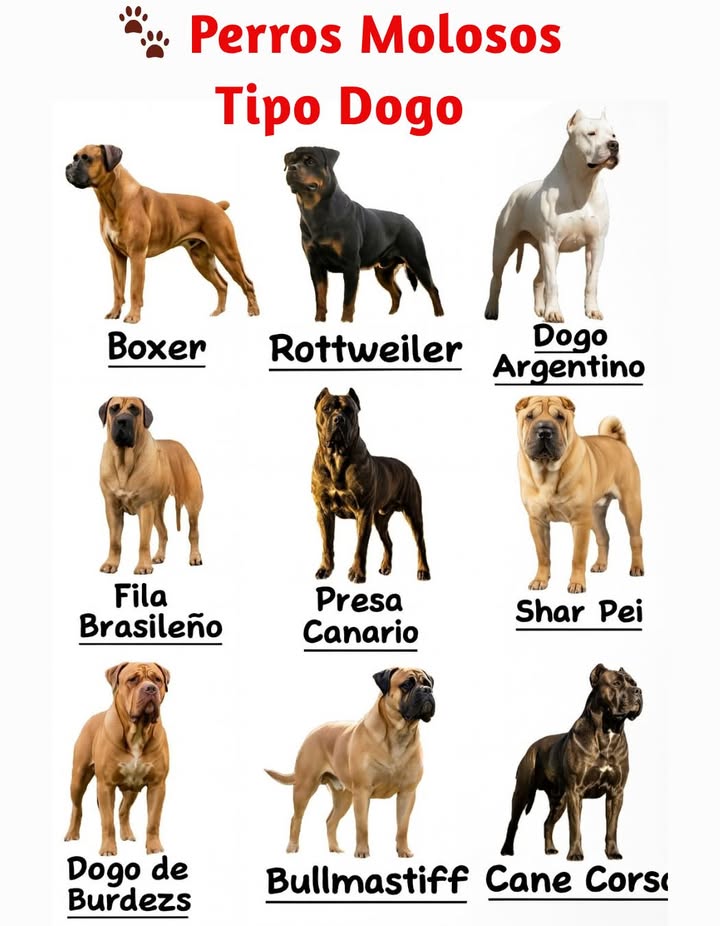 Perros Molosos Tipo Dogo
Majestuosos, poderosos y leales, estos perros se destacan por su musculatura imponente y su valentía. Descendientes de antiguos guardianes y cazadores, los molosos combinan fuerza física con una devoción inquebrantable hacia sus familias.

Entre ellos se encuentran el Bóxer, el Rottweiler, el Dogo Argentino, el Fila Brasileño, el Presa Canario, el Shar Pei, el Dogo de Burdeos, el Bullmastiff y el Cane Corso.

Cada uno refleja siglos de selección cuidadosa para proteger, acompañar y servir al ser humano con coraje, inteligencia y nobleza. 

#PerrosMolosos #Dogo #Bóxer #Rottweiler  #AmorAnimal