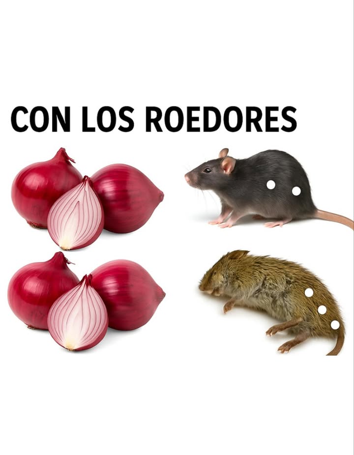 Guía práctica para deshacerse de ratas, cucarachas y otros insectos de manera natural:
 Cebolla: Coloca una rodaja de cebolla en los agujeros o zonas donde pasan las ratas. Su olor fuerte las ahuyenta.
 Amoniaco: Mezcla 2 cdas. de detergente,  de vaso de agua y 2 tazas de amoniaco en un atomizador. Rocía en zonas frecuentadas por ratas; su olor simula la orina de depredadores.
 Hojas de laurel: Tritura hojas secas y colócalas donde ingresan los roedores. Ellos creen que es alimento, pero el laurel es tóxico y los elimina. Repite cada 5-7 días.
 Bicarbonato de sodio: Mezcla 1 taza de harina, 1 de azúcar o chocolate en polvo y 1 de bicarbonato. El dulce los atrae y el bicarbonato los mata. Coloca la mezcla en frascos en zonas problemáticas.
 Aceite esencial de menta: Impregna bolas de algodón con aceite de menta y distribúyelas por áreas clave. Cambia cada 5-7 días. También puedes usar citronela, aceite de ricino o plantar menta cerca de la casa.
 Spray de detergente para cucarachas: Mezcla 4 cdas. de detergente líquido con 4 tazas de agua. Rocía donde se esconden las cucarachas o grillos. Las asfixia al contacto.
 Neem: Interrumpe el ciclo reproductivo de las cucarachas. Haz una pasta con hojas trituradas, mezcla con 4 tazas de agua y rocía en rincones y grietas.
 Spray de vino barato: Pulveriza vino directamente en las zonas donde hay cucarachas. Las elimina en 24 horas.
 Ajo: Mezcla ajo machacado con agua y deja reposar unas horas. Rocía por toda la casa. El olor fuerte las repele.
 Bolsitas de té usadas: Colócalas en la basura o zonas donde haya ratas, arañas o insectos. Odiarán el olor del té y evitarán esos lugares.