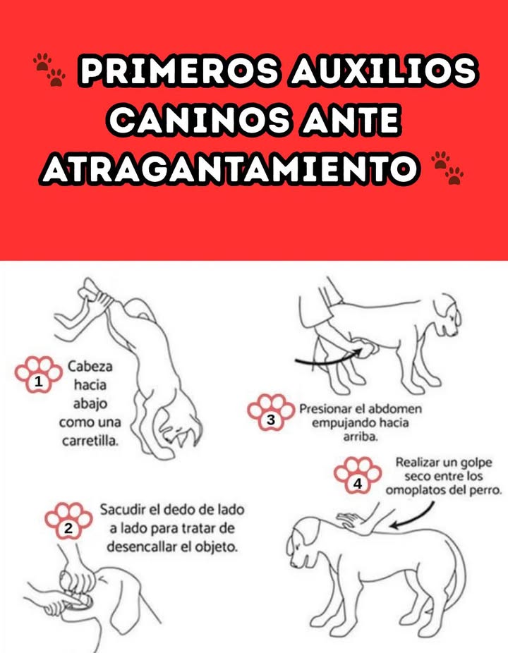 Primeros Auxilios Caninos ante Atragantamiento 

Un atragantamiento puede ocurrir en cualquier momento y saber actuar rápido puede salvar la vida de tu perro. Sigue estos pasos básicos de primeros auxilios para liberar las vías respiratorias:

1 Cabeza hacia abajo como carretilla: Coloca al perro con las patas delanteras en el suelo y la parte trasera elevada para facilitar la salida del objeto.

2 Revisa su boca con cuidado: Usa tu dedo con suavidad, moviéndolo de lado a lado para intentar desalojar el objeto sin empujarlo más adentro.

3 Presión abdominal: Rodea al perro con tus brazos y empuja con firmeza hacia arriba para expulsar el objeto.

4 Golpe entre omóplatos: Da un golpe seco con la palma de la mano entre los omóplatos para ayudar a liberar las vías respiratorias.

Conocer y practicar estas maniobras básicas puede marcar la diferencia en una emergencia y proteger la vida de tu compañero peludo. 

#PrimerosAuxiliosCaninos  #SafetyFirst