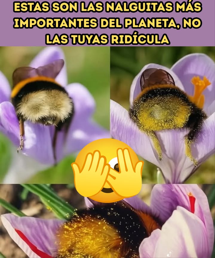 Estas son las nalguitas más importantes del planeta, no
las tuyas Ridícula   狼

#Nalguitas #Importantes  #Felicidad 狼