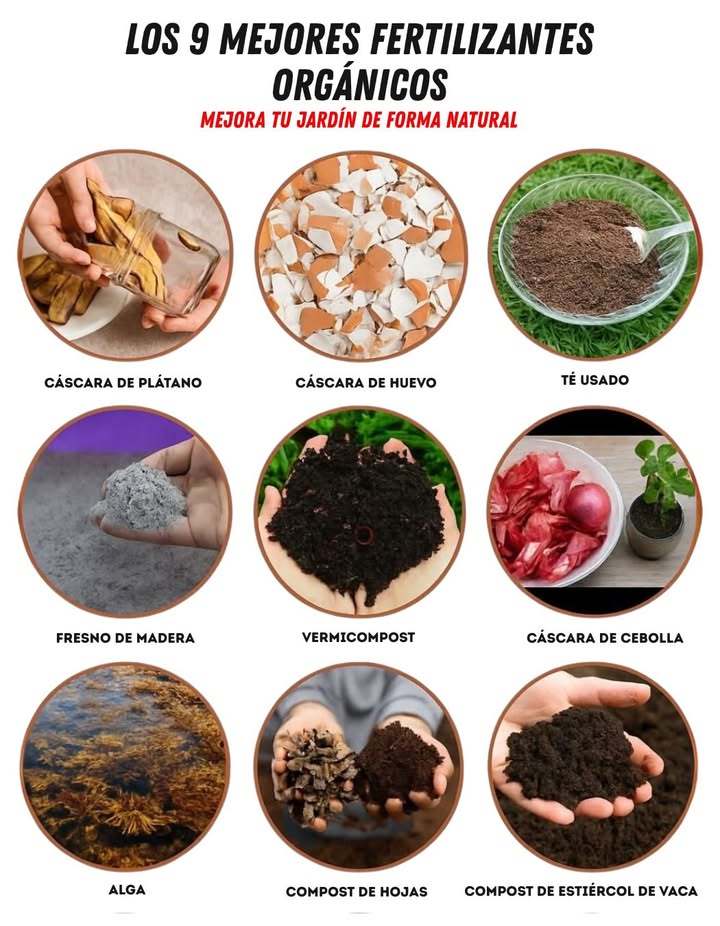 Los 9 Mejores Fertilizantes Orgánicos 
Potencia tu jardín de forma natural y sostenible con ingredientes simples que aportan nutrientes esenciales a tus plantas:

 Cáscara de plátano: rica en potasio y fósforo, ideal para estimular la floración y el crecimiento.
讀 Cáscara de huevo: fuente natural de calcio que fortalece raíces y tallos.
 Té usado: mejora la estructura del suelo y aporta nitrógeno.
 Ceniza de madera: incrementa el potasio y eleva el pH del suelo ácido.
缾 Humus de lombriz: mejora la aireación, retiene humedad y nutre profundamente.
暈 Cáscara de cebolla: refuerza la resistencia natural de las plantas.
 Algas marinas: ricas en minerales y oligoelementos que estimulan el crecimiento vegetal.
 Compost de hojas: mejora la textura y fertilidad del suelo.
 Compost de estiércol de vaca: equilibra los nutrientes y activa la vida microbiana.

Cada uno de estos fertilizantes naturales fortalece tus cultivos y cuida el equilibrio del ecosistema. 
#FertilizantesOrgánicos #JardínSostenible  #PotenciaTuJardín