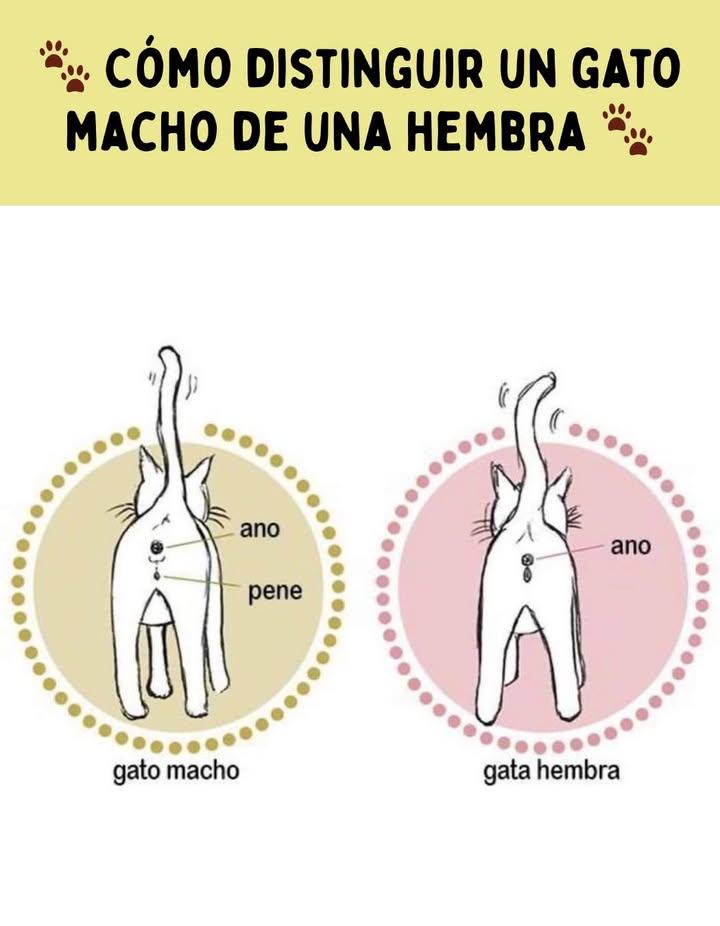 Cómo distinguir un gato macho de una hembra Identificar el sexo de un gato puede parecer complicado, pero hay señales claras que te ayudarán a diferenciarlo: Gato macho: El ano y el pene están más separados. El espacio entre ambos es mayor y suele tener forma de :. En los machos adultos, se notan los testículos justo debajo del ano. Gata hembra: El ano y la vulva están más juntos. El espacio entre ellos es más corto y forma un i. No presenta testículos visibles. Consejo: observa con cuidado cuando el gato esté relajado o levante la cola. Es útil saberlo para controlar la salud, la esterilización y evitar camadas no deseadas.