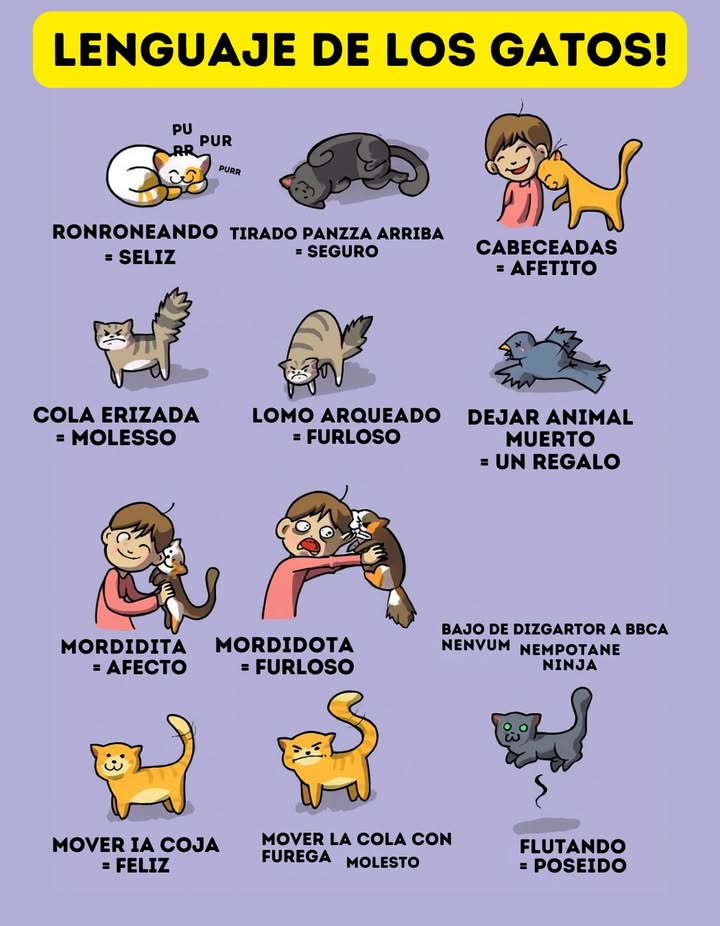 Lenguaje de los Gatos Los gatos tienen su propia manera de comunicarse con nosotros y con su entorno. Cada gesto y postura tiene un significado claro que ayuda a entender su estado de ánimo y sus intenciones. Ronroneando = Feliz Muestra relajación y bienestar cuando se siente seguro. Tirado panza arriba = Seguro Confianza total en el ambiente y en las personas cercanas. Cabeceadas = Afecto Una manera cariñosa de marcarte como parte de su grupo. Cola erizada = Molesto Signo de alerta, miedo o irritación. Lomo arqueado = Furioso Postura defensiva para parecer más grande ante un peligro. Dejar animal muerto = Un regalo Instinto natural de ofrecer presas como obsequio a su humano. Mordidita = Afecto Un juego suave y cariñoso para interactuar. Mordidota = Furioso Señal clara de que algo le molesta o necesita espacio. Mover la cola = Feliz Expresa emoción o interés por lo que le rodea. Mover la cola con fuerza = Molesto Indica que está irritado y es mejor darle espacio. Flotando = Poseído Una representación divertida del carácter misterioso y mágico de los gatos. Conocer este lenguaje mejora la convivencia y fortalece el vínculo con nuestros felinos. #LenguajeDeLosGatos #GatosFelices #VidaConGatos