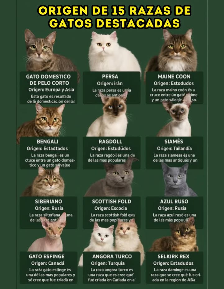 Los gatos han sido compañeros del ser humano durante miles de años. Desde el antiguo Egipto hasta hoy, su compañía, destreza en la caza y belleza han sido altamente valoradas. Con más de 70 razas reconocidas, cada una posee una historia y un origen cautivadores. A continuación, exploramos el origen de 15 razas destacadas de gatos: 1. Gato Doméstico de Pelo Corto: Origen en Europa y Asia. Este gato es producto de la domesticación del gato salvaje africano y europeo. 2. Persa: Originario de Irán. Esta raza es una de las más antiguas y se cree que fue criada en la corte real persa durante el siglo XVI. 3. Maine Coon: Proviene de Estados Unidos. Se trata de una de las razas más grandes, criada en el estado de Maine en el siglo XIX. 4. Bengalí: Originado en Estados Unidos. Esta raza es un cruce entre un gato doméstico y un gato salvaje asiático. 5. Ragdoll: También originario de Estados Unidos. Es una de las razas más populares, criada en California durante la década de 1960. 6. Siamés: Procedente de Tailandia. La raza siamesa es una de las más antiguas, criada en la corte real tailandesa desde el siglo XIV. 7. Siberiano: Su origen se encuentra en Rusia. Esta antigua raza fue criada en la región siberiana a partir del siglo XIX. 8. Scottish Fold: Originario de Escocia. Esta popular raza fue criada en Escocia durante la década de 1960. 9. Azul Ruso: También proveniente de Rusia. Es una de las razas más antiguas, originándose en esa región en el siglo XIX. 10. Gato Esfinge: Procedente de Canadá. La raza esfinge ganó popularidad y se cree que fue criada allí en los años 60. 11. Angora Turco: Con origen en Turquía. Esta antigua raza fue criada en la región de Anatolia durante el siglo XVI. 12. Selkirk Rex: Originario de Estados Unidos. Conocida por su popularidad, se cree que fue criada en Montana durante los años 80. 13. Gato de Pelo Largo: Con orígenes en Europa y Asia, resulta de la domesticación del gato salvaje africano y europeo. 14. Gato de Pelo Corto: Similar al anterior, también proviene de Europa y Asia por medio de la domesticación del gato salvaje africano y europeo. 15. Gato Oriental: Su origen está en Asia, donde se cree que fue criado a finales del siglo XIX. Descubre el fascinante mundo felino y aprende más sobre estas increíbles razas #Gatos #RazasDeGatos #HistoriaFelina #CompañerosFelinos