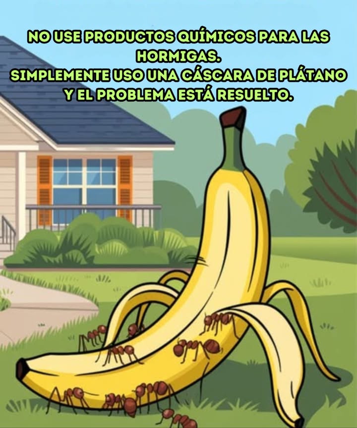 No utilizo químicos para las hormigas. Simplemente uso una cáscara de plátano y el problema queda resuelto. 1. Preparación: Escoge bananas maduras con manchas oscuras. Come la fruta y guarda las cáscaras. 2. Preparar la solución: Mezcla medio litro de agua caliente con 10 gramos de ácido bórico en un recipiente. 3. Impregnar las cáscaras: Sumerge las cáscaras de banana en la solución preparada y déjalas reposar por varias horas. 4. Colocar las cáscaras: Una vez impregnadas, saca las cáscaras y córtalas en trozos pequeños. 5. Distribución: Coloca los trozos de cáscara debajo de los arbustos y a lo largo de los senderos donde ves hormigas. 6. Proceso de eliminación: Las hormigas serán atraídas por las cáscaras impregnadas. Llevarán el ácido bórico de vuelta al nido. 7. Resultado: Aunque no mueren de inmediato, el ácido bórico se acumulará en sus cuerpos y eventualmente eliminará toda la colonia, incluida la reina. 8. Beneficio adicional: Las cáscaras de banana, al descomponerse, actúan como fertilizante natural para las plantas. Este método es seguro y eficaz para controlar las hormigas en tu jardín sin dañar otros insectos beneficiosos.