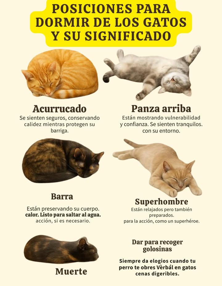 Posiciones de sueño en gatos y su significado Acurrucado Se sienten seguros, conservan el calor y protegen su vientre. Panza arriba Muestran vulnerabilidad y confianza. Están completamente relajados y cómodos con su entorno. Pan de gato Preservan su calor corporal, listos para reaccionar si es necesario. Supermán Relajados pero alertas, preparados para la acción como verdaderos héroes felinos. Cada posición revela cómo se siente tu gato: protegido, confiado o simplemente disfrutando del descanso que merece.