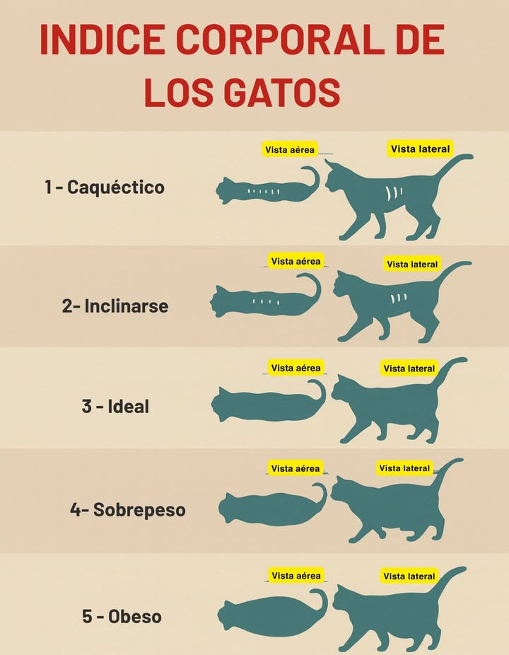 Índice Corporal de los Gatos Este gráfico muestra las cinco categorías principales del estado corporal de los gatos, desde la delgadez extrema hasta la obesidad, para ayudar a identificar su condición física: 1 Caquéctico El gato presenta una pérdida extrema de masa muscular y grasa. Las costillas, la columna y la pelvis son claramente visibles. 2 Magro El gato tiene poca grasa corporal. Las costillas y la cintura se notan fácilmente al tacto y a la vista. 3 Ideal El gato mantiene un peso equilibrado. Se perciben las costillas al tacto pero no son visibles. La cintura es definida y proporcionada. 4 Sobrepeso El gato acumula exceso de grasa, especialmente en abdomen y costados. La cintura apenas se distingue. 5 Obeso El gato presenta grandes depósitos de grasa en abdomen, costados y pecho. No se percibe cintura y el movimiento puede verse limitado. Conocer el índice corporal ayuda a mantener la salud, el bienestar y la calidad de vida de los gatos en cada etapa de su vida.