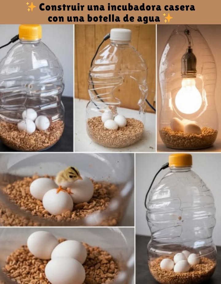 Construir una incubadora casera con una botella de agua Materiales necesarios Botella de plástico de 5 L o más Bombillas pequeñas o lámparas de calor Termómetro higrómetro Cartón de huevos o espuma para estabilizar Herramientas para cortar y perforar Pasos clave 1 Preparar la botella: limpiarla y cortar una abertura amplia en un costado. 2 Instalar la fuente de calor: colocar las bombillas para mantener una temperatura uniforme de 37,5 C. 3 Estabilizar los huevos: usar cartón o espuma para evitar que rueden. 4 Controlar el clima: colocar un higrómetro en el interior. Mantener humedad de 45-55 %, y subir a 65-75 % antes de la eclosión. 5 Ventilación: hacer pequeños orificios para renovar el aire y ajustar la humedad. 6 Voltear los huevos: mínimo 3 veces al día para un desarrollo homogéneo. Consejos de seguridad Vigilar constantemente la temperatura para evitar sobrecalentamientos. Mantener fuera del alcance de niños y animales. Un método sencillo, económico y fascinante para vivir la experiencia única de la incubación en casa. #IncubadoraCasera #HazloTúMismo #CrianzaResponsable