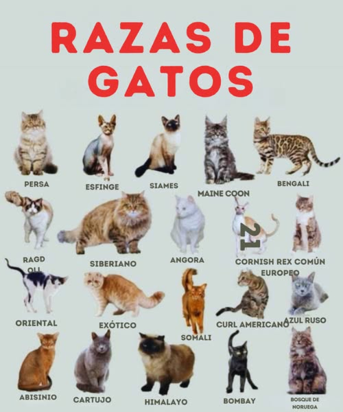 Los gatos: compañeros eternos del ser humano Desde el antiguo Egipto hasta nuestros días, los gatos han conquistado corazones con su elegancia, inteligencia y habilidades. Con más de 70 razas reconocidas, cada una tiene una historia única y un origen fascinante. Aquí te compartimos 15 razas destacadas y de dónde vienen: 1 Gato Doméstico de Pelo Corto Europa y Asia 2 Persa Irán, criado en cortes reales desde el siglo XVI 3 Maine Coon EE. UU., criado en Maine en el siglo XIX 4 Bengalí EE. UU., cruce con gato salvaje asiático 5 Ragdoll EE. UU., nacido en California en los años 60 6 Siamés Tailandia, venerado desde el siglo XIV 7 Siberiano Rusia, criado desde el siglo XIX 8 Scottish Fold Escocia, popular desde los años 60 9 Azul Ruso Rusia, elegante y antiguo Esfinge Canadá, sin pelo y muy carismático 11 Angora Turco Turquía, elegante desde el siglo XVI 12 Selkirk Rex EE. UU., criado en Montana en los 80 13 Gato de Pelo Largo Europa y Asia, domesticado de gatos salvajes 14 Gato de Pelo Corto Similar al anterior, de origen mixto 15 Gato Oriental Asia, criado desde finales del siglo XIX Cada raza tiene su encanto, su historia y su legado. Ya sea por su belleza, su personalidad o su vínculo con el ser humano, los gatos siguen siendo protagonistas en nuestros hogares y corazones #MundoFelino #RazasDeGatos #HistoriaGatuna