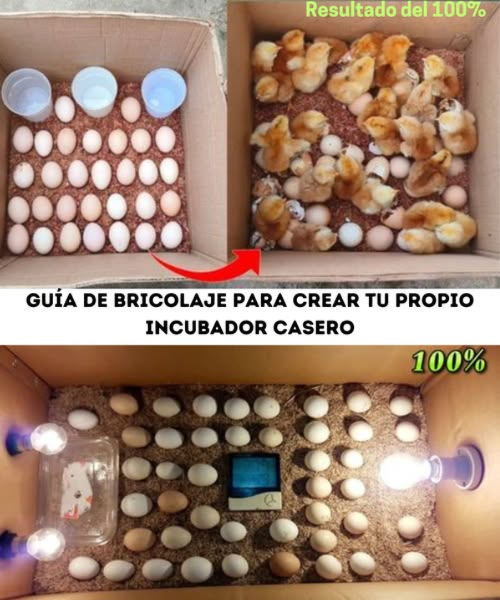 Guía de bricolaje para crear tu propio incubador casero! Aquí tienes lo que necesitarás: Una caja de cartón resistente Una bombilla con socket y cable eléctrico Un termómetro y un higrómetro Aserrín o papel triturado para el lecho Un recipiente con agua para la humedad Huevos fertilizados Sigue estos sencillos pasos: 1. Prepara la caja Toma una caja de cartón lo suficientemente grande para contener los huevos. Agrega una capa de aserrín o papel para una buena retención térmica. 2. Instala la fuente de calor Coloca una bombilla incandescente en el centro de la tapa o en un lado de la caja. Ayudará a mantener una temperatura constante. 3. Monitorea la temperatura y la humedad Coloca un termómetro y un higrómetro dentro. La temperatura ideal es de aproximadamente 99.5F, y la humedad debe estar entre 50 y 60%. Agrega un recipiente con agua para mantener la humedad. 4. Coloca los huevos Pon los huevos fertilizados en la caja, espaciados para una buena circulación del aire. 5. Gira los huevos regularmente Gira suavemente los huevos de 2 a 3 veces al día para evitar que el embrión se pegue a la cáscara. 6. Monitorea y ajusta Revisa la temperatura y la humedad diariamente. Ajusta la altura de la bombilla si es necesario. 7. Eclosión después de 21 días Alrededor del día 18, deja de girar los huevos y aumenta ligeramente la humedad 65-70% para facilitar la eclosión. Después de 21 días, los pollitos deberían comenzar a nacer! Este método simple te permite incubar huevos económicamente en casa