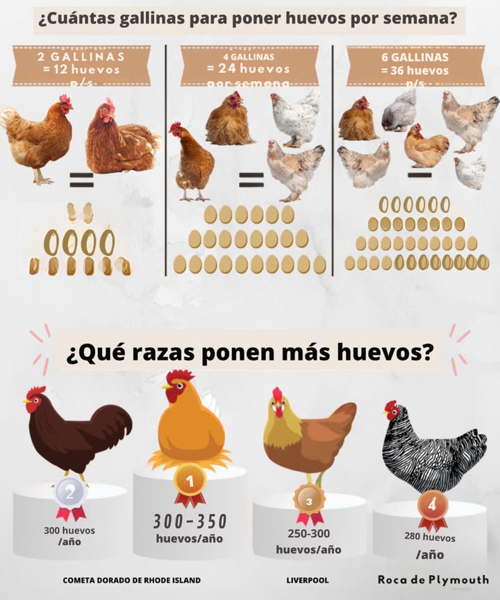 Un pequeño grupo de 2 a 6 gallinas puede satisfacer fácilmente las necesidades semanales de huevos de una familia, dependiendo de cuántos huevos uses. Las razas de alta producción como Golden Comet y Rhode Island Red ponen de manera confiable durante todo el año. Cada gallina puede poner alrededor de 56 huevos por semana con el cuidado adecuado. Para obtener los mejores resultados, proporciona: Piensos de calidad Agua fresca diariamente Nidos limpios Suficiente espacio para moverse Las gallinas en el patio trasero son una forma sostenible de disfrutar de huevos frescos directamente desde casa.