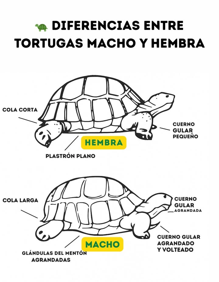Diferencias entre Tortugas Macho y Hembra Las tortugas presentan diferencias físicas que permiten distinguir su sexo. La hembra tiene la cola corta, el plastrón plano y un cuerno gular pequeño. Estas características facilitan la postura de huevos y la movilidad dentro del nido. El macho, en cambio, posee cola larga, plastrón cóncavo para facilitar la reproducción, glándulas del mentón agrandadas y cuerno gular más grande y volteado. Estas adaptaciones están relacionadas con su comportamiento territorial y reproductivo. Conocer estas diferencias es esencial para un cuidado adecuado, el manejo responsable y la conservación de estas especies. #Tortugas #DiferenciasSexuales #FaunaMarina