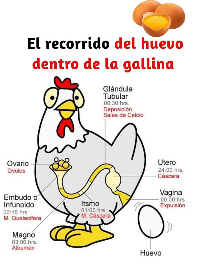 El recorrido del huevo dentro de la gallina El proceso de formación del huevo es una maravilla biológica que dura cerca de 24 horas. Todo comienza en el ovario, donde se libera el óvulo la yema. Desde allí, el recorrido avanza por diferentes partes del aparato reproductor: Infundíbulo o embudo 0:15 h Aquí se produce la fecundación si hay presencia de esperma. Magno 3:00 h Se forma el albúmen, la clara del huevo. Istmo 1:00 h Se agregan las membranas que protegerán la yema. Útero o glándula tubular 24:00 h Se deposita la cáscara gracias a la acción del calcio. Vagina 0:00 h Finalmente ocurre la expulsión del huevo. Cada etapa está perfectamente sincronizada, garantizando que la gallina produzca un huevo completo y protegido. 讀 Un proceso natural tan preciso como fascinante.
