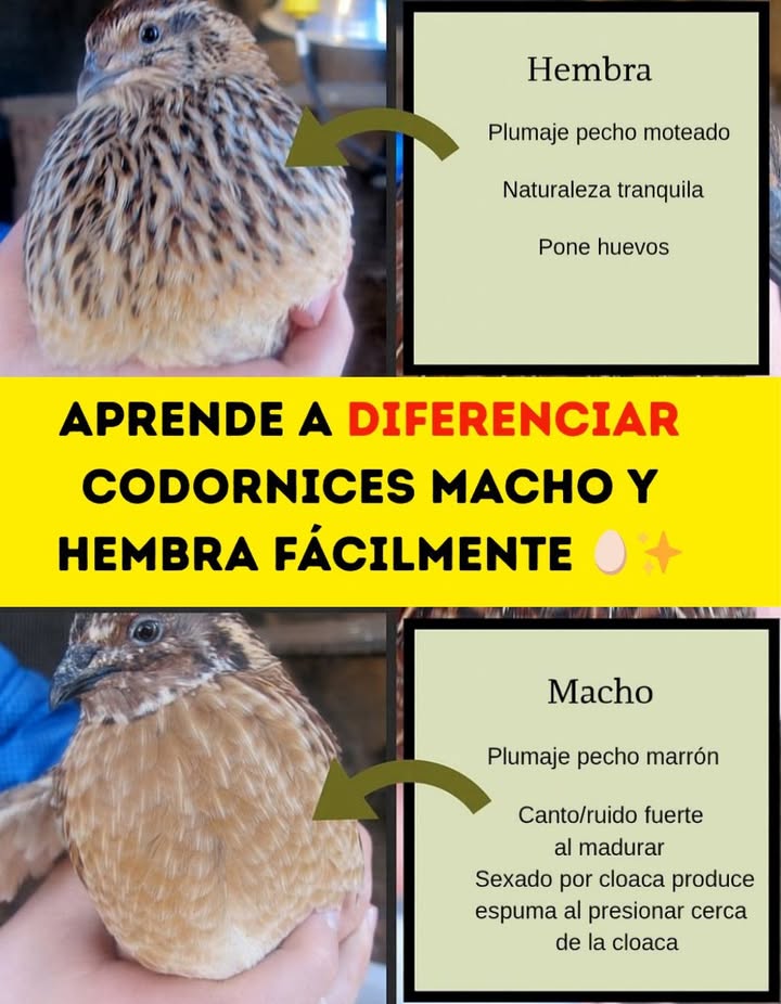讀 Cómo diferenciar codorniz macho y hembra en segundos Hembra: plumaje moteado en el pecho, naturaleza tranquila y es la que pone huevos. Macho: pecho marrón liso, canta fuerte al madurar y produce espuma al presionar cerca de la cloaca. Una guía práctica para reconocerlos en tu granja o huerto #CodornizMacho #CodornizHembra #AvesDeCorral 讀