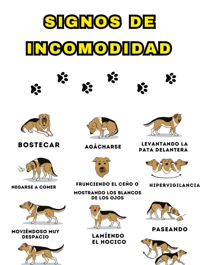 Aprende a reconocer los signos de incomodidad en los perros Los perros expresan su malestar a través de gestos y actitudes sutiles. Observar su lenguaje corporal ayuda a prevenir el miedo, el estrés o el dolor. Señales más comunes: Bostezar sin motivo aparente. Agacharse o encogerse. Levantar una pata delantera. Jadear intensamente sin calor. Mostrar el blanco de los ojos. Hiper-vigilancia o movimientos nerviosos. Negarse a comer. Lamerse el hocico repetidamente. Alejarse o moverse lentamente. Pasear de un lado a otro. Reconocer estas señales permite brindarles seguridad, calma y bienestar, fortaleciendo el vínculo con ellos.
