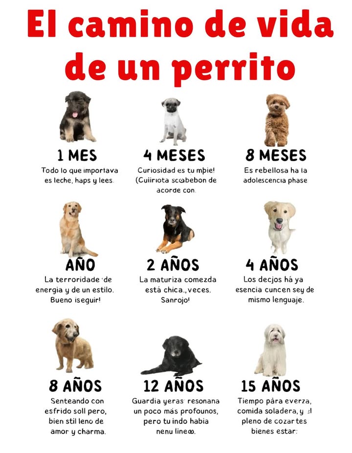 El camino de vida de un perrito Desde los primeros días llenos de leche, siestas y mimos, hasta los años dorados donde el amor sigue siendo infinito, cada etapa de la vida de un perro es una historia de lealtad, crecimiento y ternura. A los 4 meses, su curiosidad no tiene límites; a los 8 meses, llega la fase rebelde y juguetona. Con 1 año, la energía desborda y con 2 años, la madurez empieza a florecer. A los 4 años, la conexión entre humano y perro alcanza su punto más profundo, casi como si se entendieran sin palabras. Con el paso del tiempo, la vitalidad se transforma en calma: a los 8 años conservan su encanto; a los 12, la sabiduría y la ternura se reflejan en su mirada; y a los 15, merecen todos los cuidados, la comida suave y los rincones más acogedores del hogar. Cada año compartido con un perro es un regalo lleno de amor incondicional y recuerdos eternos. #Perrito #VidaDePerro #AmorIncondicional #MomentosMágicos
