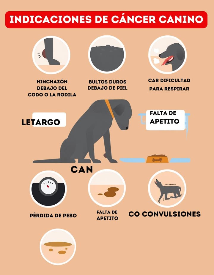 Señales de alerta de cáncer en perros El cáncer puede afectar a los perros de cualquier edad o raza, y reconocer sus primeros signos puede marcar la diferencia en su bienestar y tratamiento. Algunas señales importantes a observar incluyen: hinchazón debajo del codo o la rodilla, bultos duros bajo la piel, dificultad para respirar, letargo y falta de apetito. También pueden presentarse pérdida de peso, vómitos, diarrea o incluso convulsiones. Una revisión veterinaria a tiempo puede ofrecer esperanza y mejorar la calidad de vida del animal. Detectar los cambios físicos o de comportamiento temprano es un acto de amor y cuidado hacia nuestros compañeros más fieles. #CancerEnPerros #SeñalesDeAlerta #CuidadoCanino #CuidadoDeMascotas