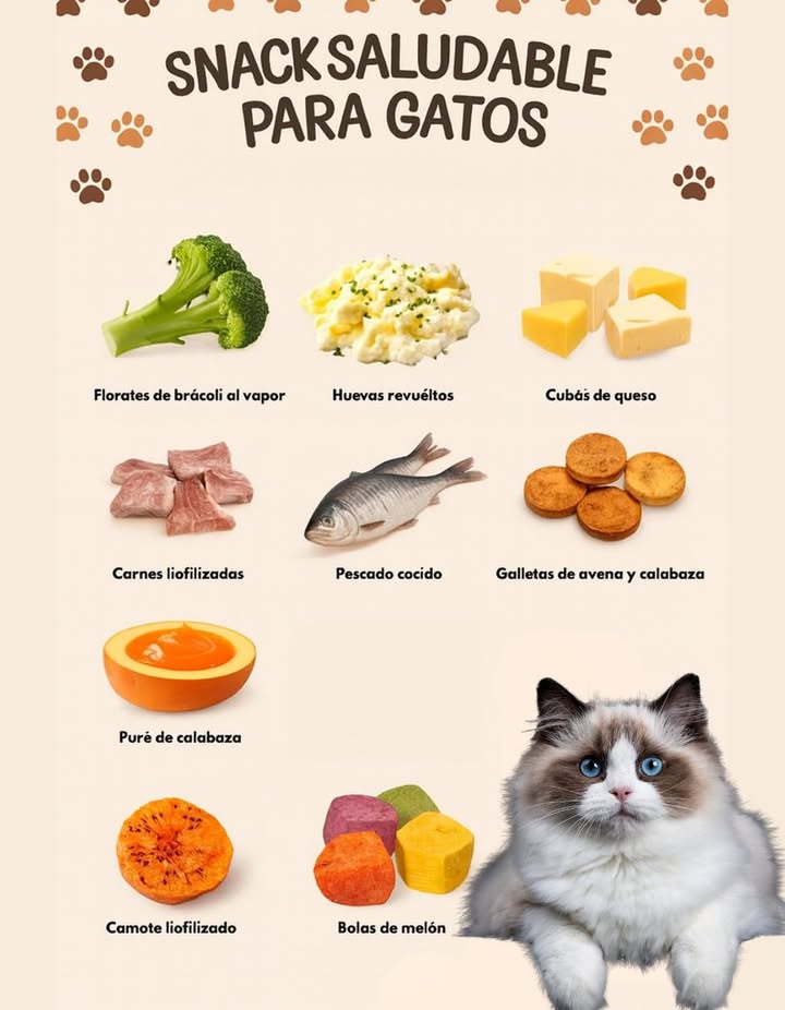 Snacks saludables para gatos Una alimentación equilibrada también incluye pequeños caprichos naturales que aportan nutrientes y bienestar a tu gato. 復 Floretes de brócoli al vapor ricos en fibra y antioxidantes. Huevos revueltos fuente de proteínas de alta calidad. 燎 Cubos de queso un gusto ocasional con calcio y energía. Carnes liofilizadas alto contenido en proteínas, sin conservantes. Pescado cocido omega-3 para un pelaje brillante y piel sana. Galletas de avena y calabaza suaves para el estómago y ricas en fibra. Puré de calabaza favorece la digestión y previene el estreñimiento. Camote liofilizado fuente natural de vitaminas y antioxidantes. Bolas de melón hidratantes y bajas en calorías. Un snack ocasional puede fortalecer la salud de tu gato y hacerlo más feliz, siempre con moderación y amor.
