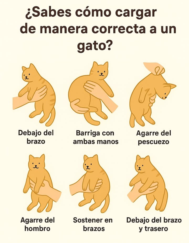 Sostener a un gato de manera correcta garantiza su comodidad, seguridad y confianza. Cada movimiento cuenta: el cuerpo del gato debe sentirse apoyado y estable. Las mejores técnicas son aquellas que respetan su anatomía y su espacio, evitando el estrés o el miedo. Cárgalo con suavidad, sostén su vientre y patas traseras, y deja que su cuerpo repose sobre tu brazo. Así, el vínculo entre humano y felino se fortalece con cada gesto de respeto y cariño. #CuidadoDeGatos #ComodidadFelina #CargarGatosConCariño
