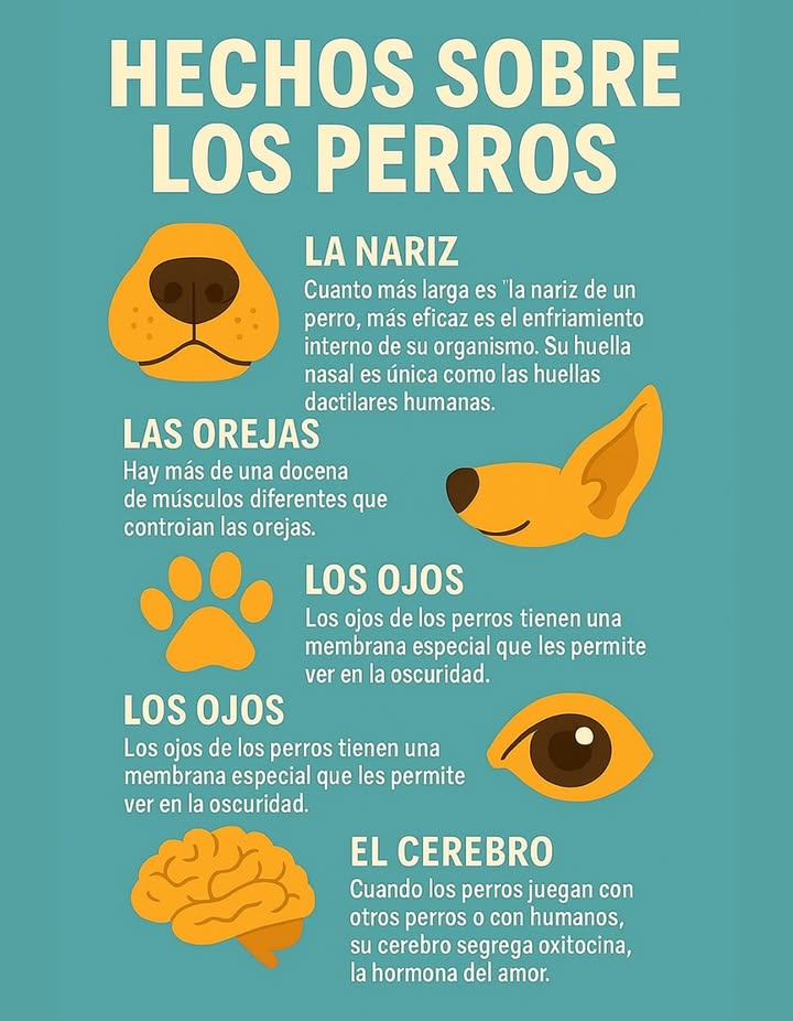 Hechos fascinantes sobre los perros Los perros poseen un olfato tan singular que su huella nasal es tan única como una huella dactilar humana. Sus orejas están controladas por más de una docena de músculos diferentes, lo que les permite moverlas en múltiples direcciones. Solo sudan a través de las almohadillas de sus patas, ayudándolos a regular su temperatura corporal. Gracias a una membrana especial llamada Tapetum Lucidum, pueden ver incluso en la oscuridad. Y cuando juegan o reciben cariño, su cerebro libera oxitocina, la hormona del amor. Una conexión pura, instintiva y llena de lealtad. #HechosFascinantes #Perros #AmorPerruno #PerrosEnAcción