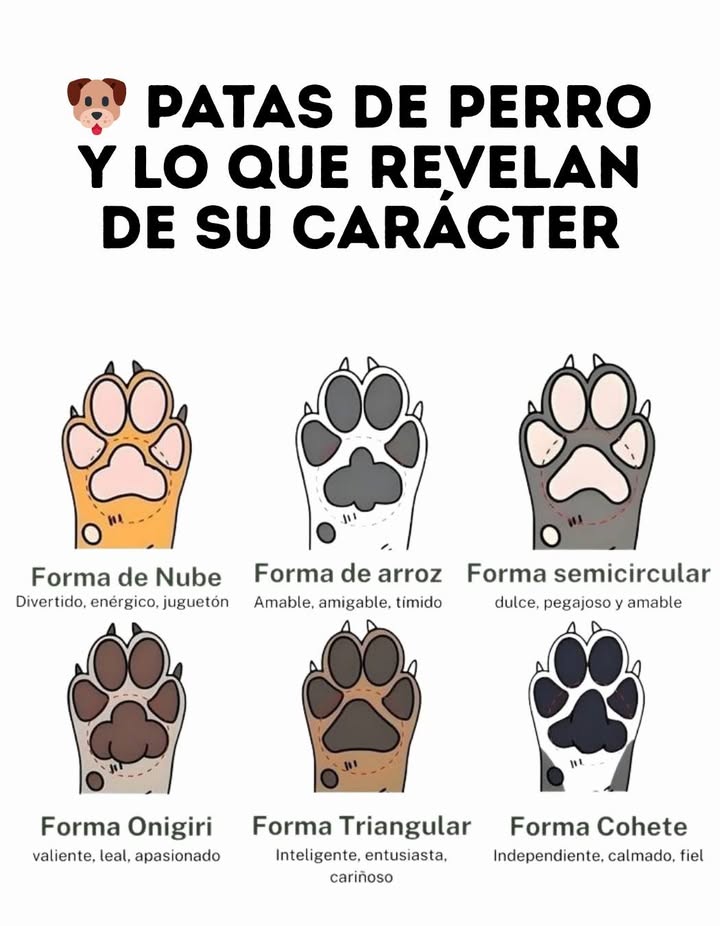 Cada perro es único y su personalidad puede reflejarse incluso en la forma de sus almohadillas. Forma de Nube: divertido, enérgico y juguetón. Forma de Arroz: amable, amigable y tímido. Forma Semicircular: dulce, pegajoso y amable. Forma Onigiri: valiente, leal y apasionado. Forma Triangular: inteligente, entusiasta y cariñoso. Forma Cohete: independiente, calmado y fiel. Un vistazo a las patas de tu compañero revela su esencia y fortalece el vínculo con él. #TiposDePatas #PersonalidadCanina #AmorPerruno